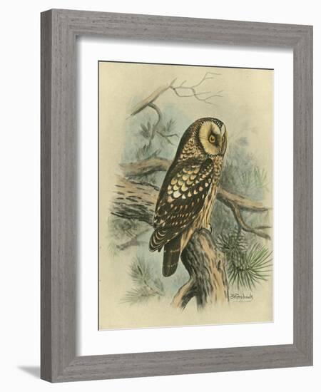 Tengmalm's Owl-F. w. Frohawk-Framed Art Print