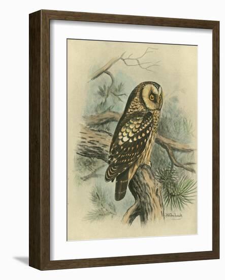 Tengmalm's Owl-F. w. Frohawk-Framed Art Print