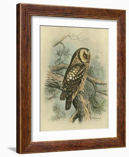 Tengmalm's Owl-F. w. Frohawk-Framed Art Print