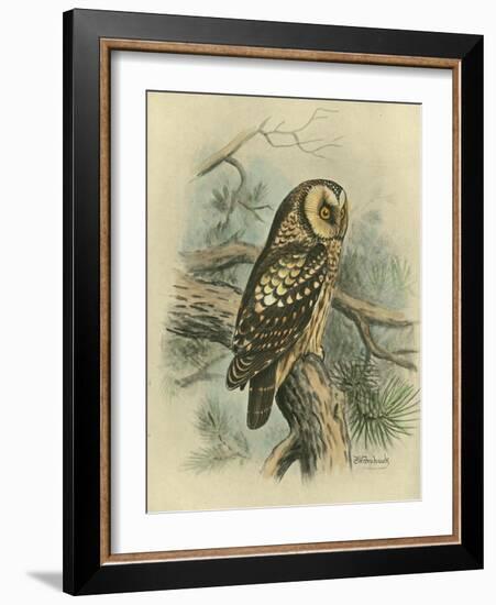 Tengmalm's Owl-F. w. Frohawk-Framed Art Print