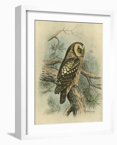 Tengmalm's Owl-F. w. Frohawk-Framed Art Print