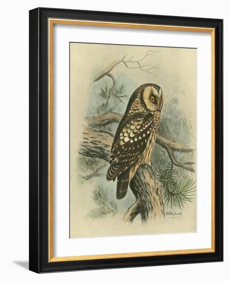 Tengmalm's Owl-F. w. Frohawk-Framed Art Print