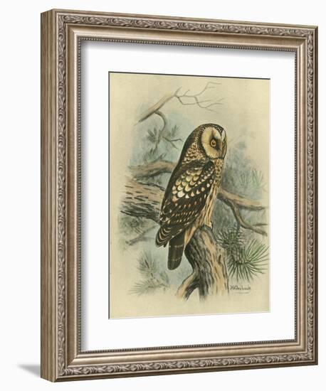 Tengmalm's Owl-F. w. Frohawk-Framed Art Print