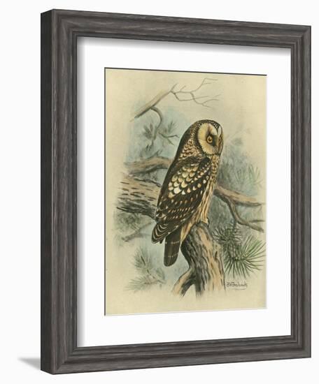 Tengmalm's Owl-F. w. Frohawk-Framed Art Print