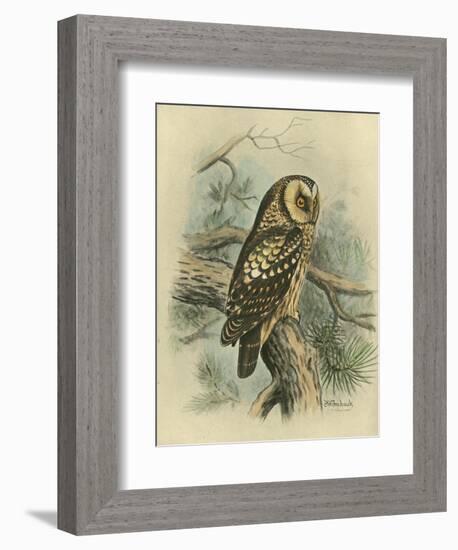 Tengmalm's Owl-F. w. Frohawk-Framed Art Print