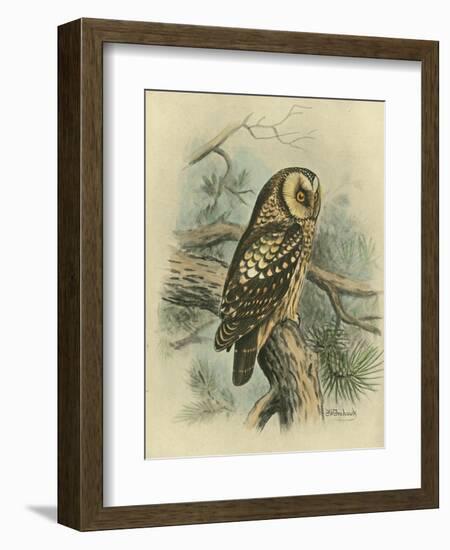 Tengmalm's Owl-F. w. Frohawk-Framed Art Print