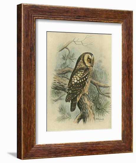 Tengmalm's Owl-F. w. Frohawk-Framed Art Print