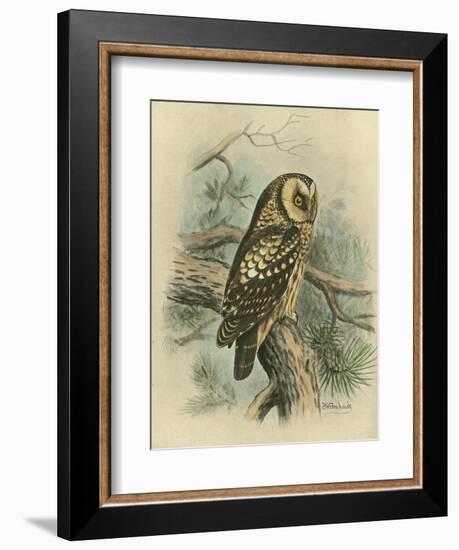 Tengmalm's Owl-F. w. Frohawk-Framed Art Print