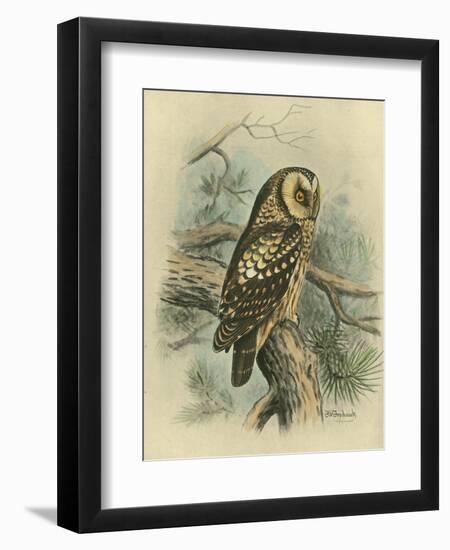 Tengmalm's Owl-F. w. Frohawk-Framed Art Print