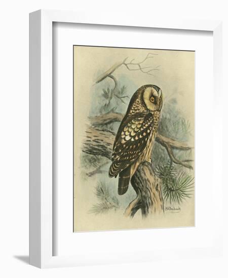 Tengmalm's Owl-F. w. Frohawk-Framed Art Print