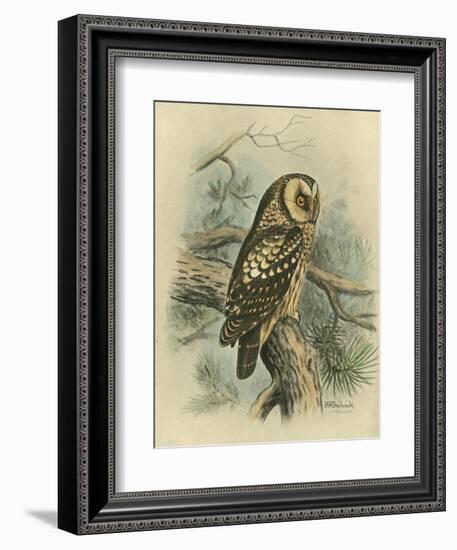Tengmalm's Owl-F. w. Frohawk-Framed Art Print