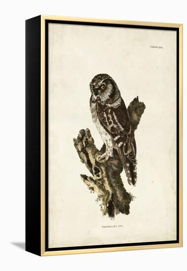Tengmalm's Owl-John Selby-Framed Stretched Canvas