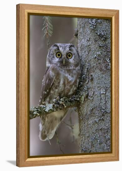 Tengmalms Owl (Aegolius Funereus) Perched in Tree, Bergslagen, Sweden, June 2009-Cairns-Framed Premier Image Canvas