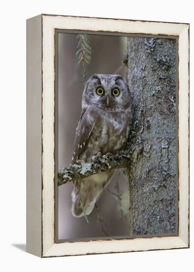 Tengmalms Owl (Aegolius Funereus) Perched in Tree, Bergslagen, Sweden, June 2009-Cairns-Framed Premier Image Canvas