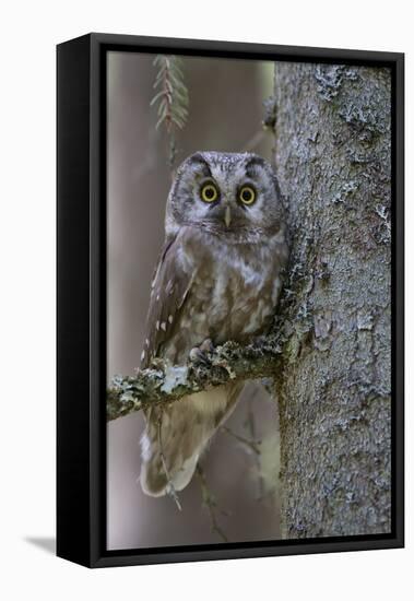 Tengmalms Owl (Aegolius Funereus) Perched in Tree, Bergslagen, Sweden, June 2009-Cairns-Framed Premier Image Canvas