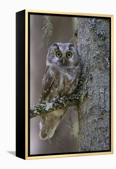 Tengmalms Owl (Aegolius Funereus) Perched in Tree, Bergslagen, Sweden, June 2009-Cairns-Framed Premier Image Canvas