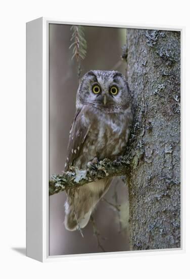 Tengmalms Owl (Aegolius Funereus) Perched in Tree, Bergslagen, Sweden, June 2009-Cairns-Framed Premier Image Canvas