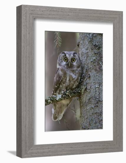 Tengmalms Owl (Aegolius Funereus) Perched in Tree, Bergslagen, Sweden, June 2009-Cairns-Framed Photographic Print