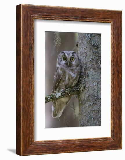 Tengmalms Owl (Aegolius Funereus) Perched in Tree, Bergslagen, Sweden, June 2009-Cairns-Framed Photographic Print