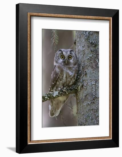 Tengmalms Owl (Aegolius Funereus) Perched in Tree, Bergslagen, Sweden, June 2009-Cairns-Framed Photographic Print