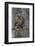 Tengmalms Owl (Aegolius Funereus) Perched in Tree, Bergslagen, Sweden, June 2009-Cairns-Framed Photographic Print