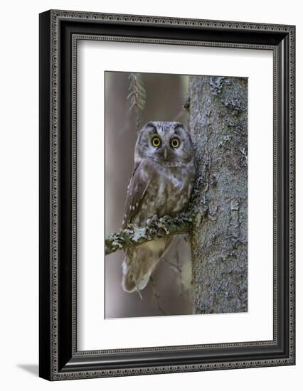 Tengmalms Owl (Aegolius Funereus) Perched in Tree, Bergslagen, Sweden, June 2009-Cairns-Framed Photographic Print