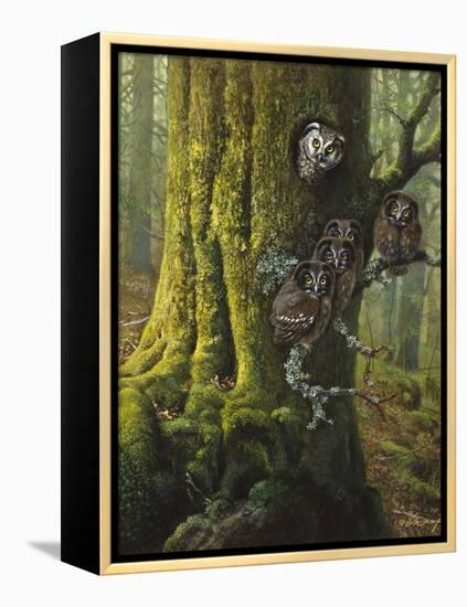 Tengmalms Owls-Harro Maass-Framed Premier Image Canvas