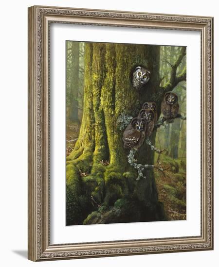 Tengmalms Owls-Harro Maass-Framed Giclee Print