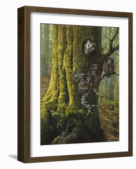 Tengmalms Owls-Harro Maass-Framed Giclee Print