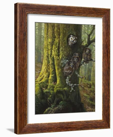 Tengmalms Owls-Harro Maass-Framed Giclee Print