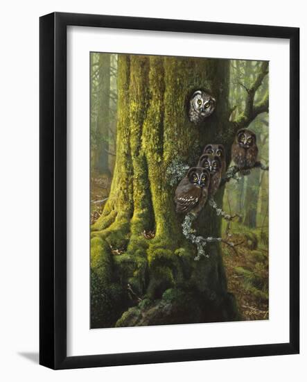 Tengmalms Owls-Harro Maass-Framed Giclee Print