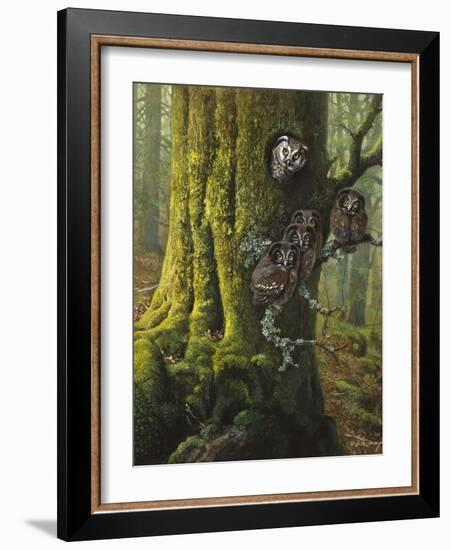 Tengmalms Owls-Harro Maass-Framed Giclee Print