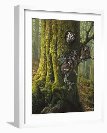 Tengmalms Owls-Harro Maass-Framed Giclee Print