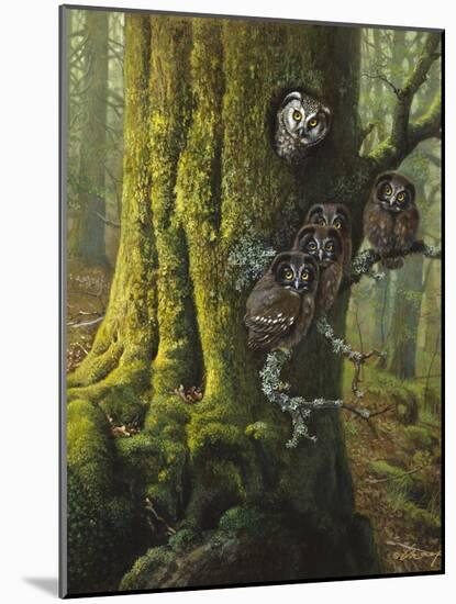 Tengmalms Owls-Harro Maass-Mounted Giclee Print