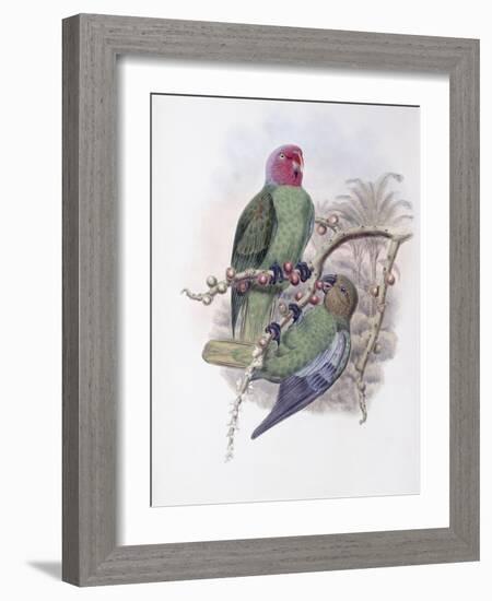 Tenimber Parrot-John Gould-Framed Giclee Print