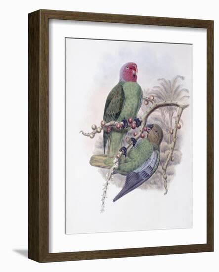Tenimber Parrot-John Gould-Framed Giclee Print
