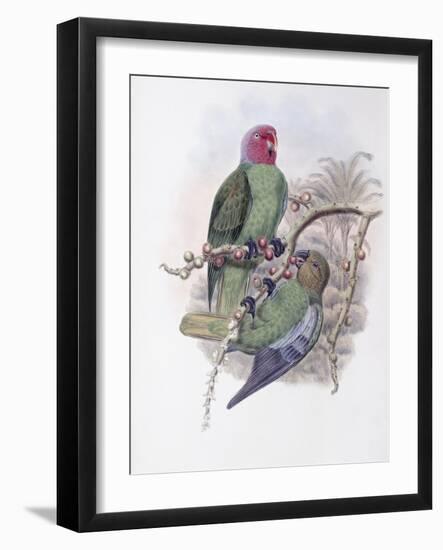 Tenimber Parrot-John Gould-Framed Giclee Print