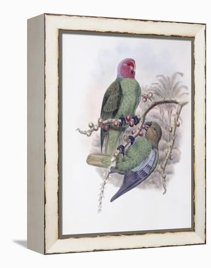 Tenimber Parrot-John Gould-Framed Premier Image Canvas