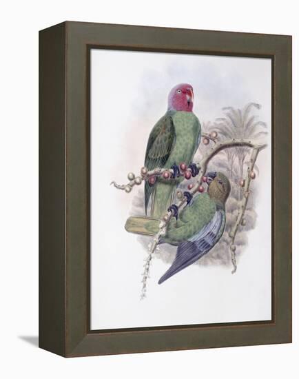 Tenimber Parrot-John Gould-Framed Premier Image Canvas