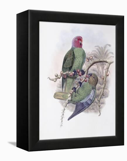 Tenimber Parrot-John Gould-Framed Premier Image Canvas