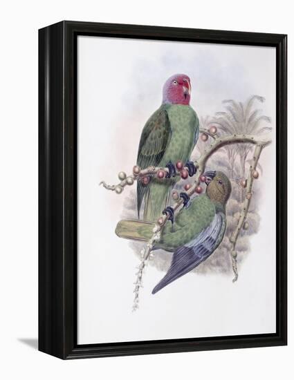 Tenimber Parrot-John Gould-Framed Premier Image Canvas