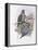 Tenimber Parrot-John Gould-Framed Premier Image Canvas