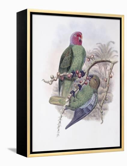 Tenimber Parrot-John Gould-Framed Premier Image Canvas