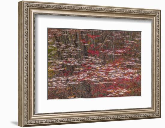 Tennessee, Falls Creek Falls SP. Fall Reflections in Fall Creek Lake-Don Paulson-Framed Photographic Print