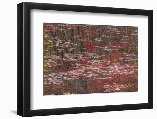 Tennessee, Falls Creek Falls SP. Fall Reflections in Fall Creek Lake-Don Paulson-Framed Photographic Print