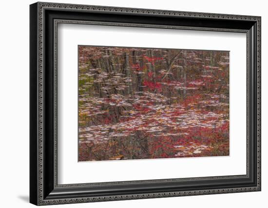 Tennessee, Falls Creek Falls SP. Fall Reflections in Fall Creek Lake-Don Paulson-Framed Photographic Print