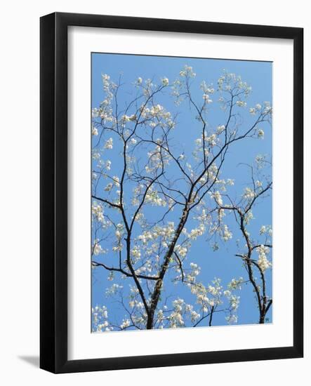 Tennessee, Flowering Dogwood Trees in Fall Creek Falls Sp-Christopher Talbot Frank-Framed Photographic Print