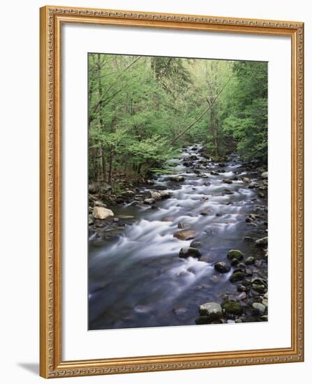 Tennessee, Great Smoky Mountains National Park, a Mountain Stream-Christopher Talbot Frank-Framed Photographic Print