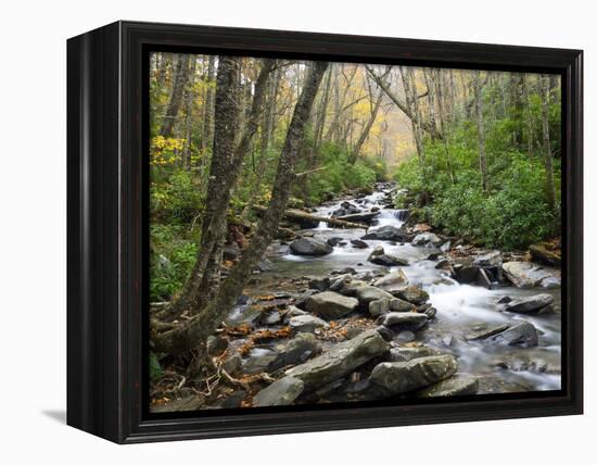 Tennessee, Great Smoky Mountains National Park, Alum Cave Creek-Jamie & Judy Wild-Framed Premier Image Canvas
