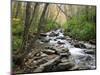 Tennessee, Great Smoky Mountains National Park, Alum Cave Creek-Jamie & Judy Wild-Mounted Photographic Print